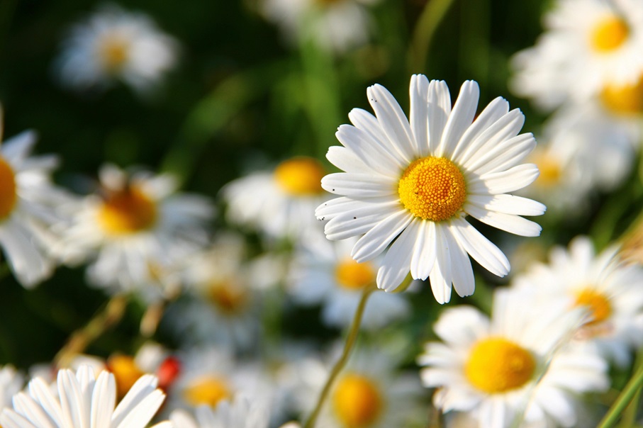 Foto oleh Pixabay: https://www.pexels.com/id-id/foto/pemandangan-bunga-putih-dan-kuning-selama-siang-hari-59984/